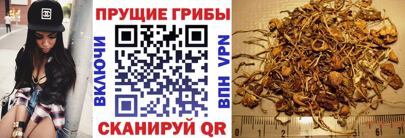 mega tor Раменское Галлюциногенные грибы Cubensis
